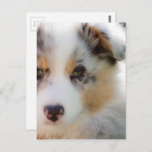 Australische herderspuppy briefkaart (Voorkant / Achterkant)