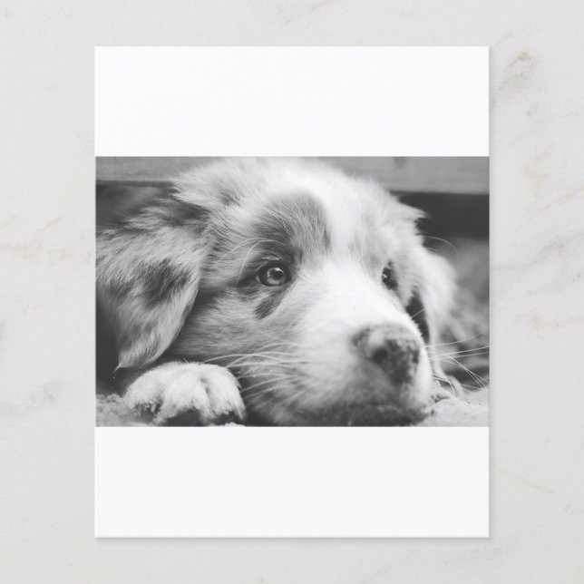 australische herderspuppy bw (Voorkant)