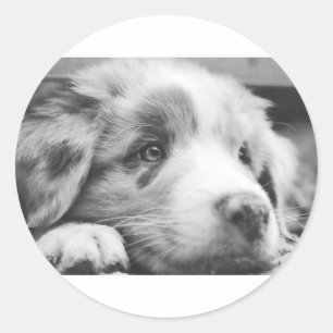 australische herderspuppy bw ronde sticker