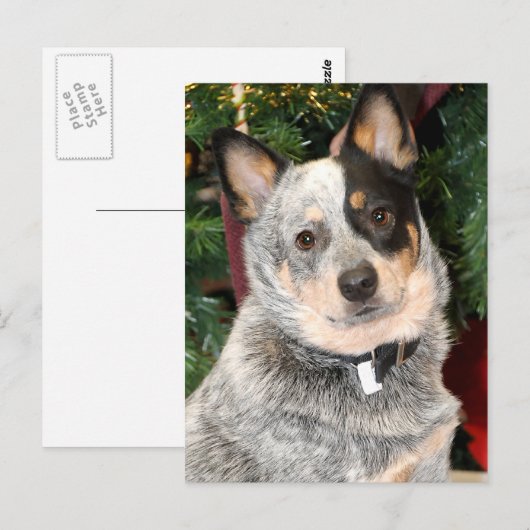 Australische hondfoto briefkaart (Voorkant / Achterkant)