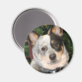 Australische hondfoto magneet (Voorkant / Achterkant)