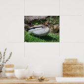 Australische HoutEend in Rustige Tuin Poster (Keuken)