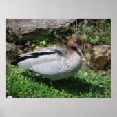 Australische HoutEend in Rustige Tuin Poster (Voorkant)