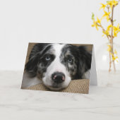 australische Kaart van een herder (Gele Bloem)