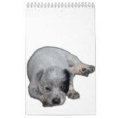 Australische kalender voor kattenhonden (Hoes)