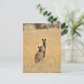 Australische Kangaroos Post-kaart Briefkaart (Staand voorkant)