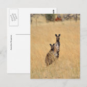 Australische Kangaroos Post-kaart Briefkaart (Voorkant / Achterkant)