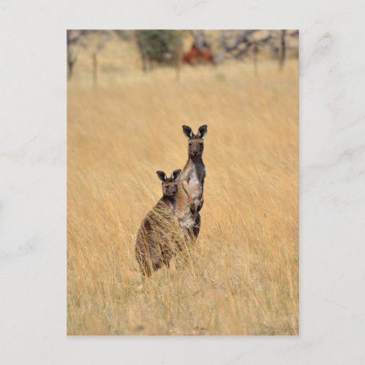 Australische Kangaroos Post-kaart Briefkaart (Voorkant)