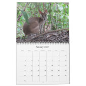 Australische kangoeroes 2026 kalender (Jan 2027)