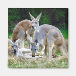 Australische kangoeroes die in de zon liggen magneet