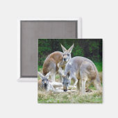 Australische Kangoeroes Ontspannen in de zon Magneet (Voorkant / Achterkant)