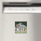 Australische Kangoeroes Ontspannen in de zon Magneet (Insitu (Vaatwasser))