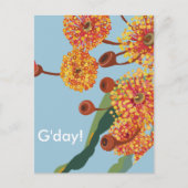 Australische kauwbloesems briefkaart (Voorkant)