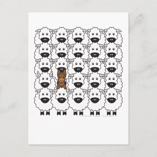 Australische Kelaart in de schapen Briefkaart (Voorkant)