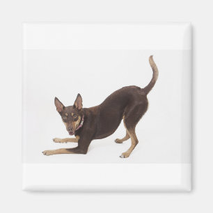 Australische Kelpie Magneet
