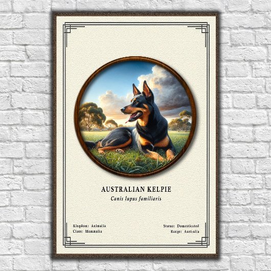 Australische Kelpie  Zoologie Serie Poster