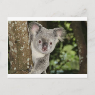 Australische koala beer schattig dier briefkaart