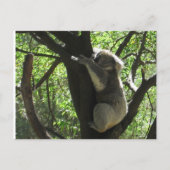 Australische koala briefkaart (Voorkant)