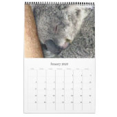 Australische koala's 2025 kalender (Jan 2026)