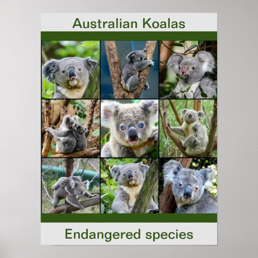 Australische Koalas, bedreigde soorten Poster (Voorkant)