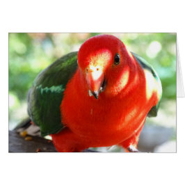Australische koning Parrot