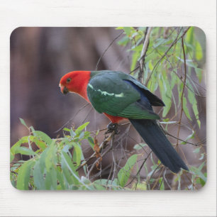 Australische Koning Parrot, Koning Parrot, Parrot Muismat