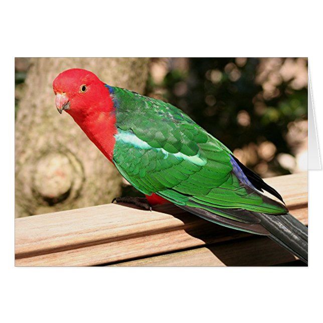 Australische koning Parrot (rood en groen) (Voorkant Horizontaal)
