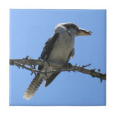 Australische Kookaburra Tegeltje (Voorkant)