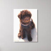 AUSTRALISCHE LABRADOODLE PUPPY CANVAS AFDRUK (Voorkant)