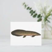 Australische longvis briefkaart (Staand voorkant)