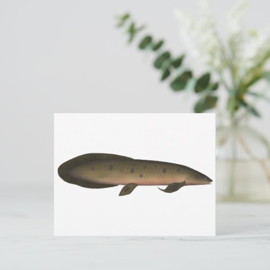 Australische longvis briefkaart (Staand voorkant)