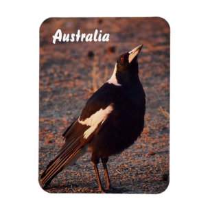 Australische Magpie fotomagneet Magneet
