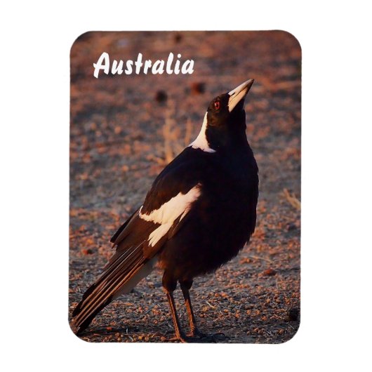 Australische Magpie fotomagneet Magneet (Verticaal)