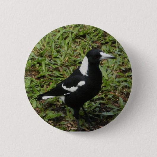 Australische Magpie-knop Ronde Button 5,7 Cm (Voorkant)