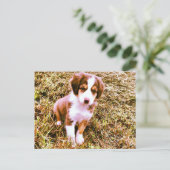 Australische miniatuurherder! Mini Aussie Puppy! Briefkaart (Staand voorkant)