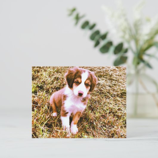Australische miniatuurherder! Mini Aussie Puppy! Briefkaart (Staand voorkant)