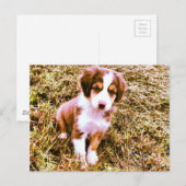 Australische miniatuurherder! Mini Aussie Puppy! Briefkaart (Voorkant / Achterkant)
