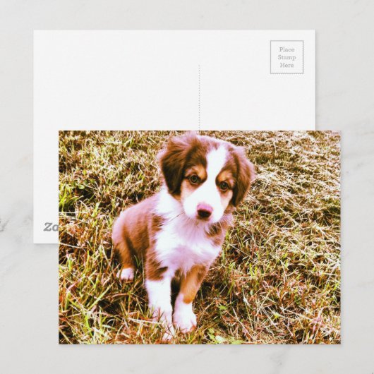 Australische miniatuurherder! Mini Aussie Puppy! Briefkaart (Voorkant / Achterkant)