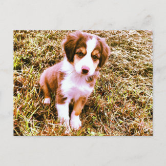 Australische miniatuurherder! Mini Aussie Puppy! Briefkaart
