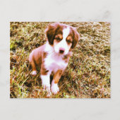 Australische miniatuurherder! Mini Aussie Puppy! Briefkaart (Voorkant)