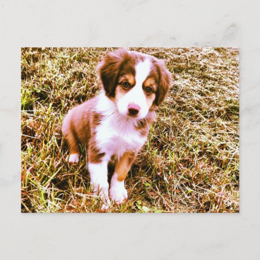 Australische miniatuurherder! Mini Aussie Puppy! Briefkaart (Voorkant)
