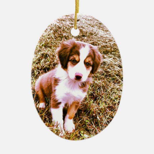 Australische miniatuurherder! Mini Aussie Puppy! Keramisch Ornament (Voorkant)