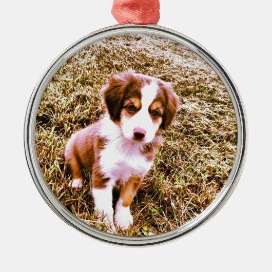 Australische miniatuurherder! Mini Aussie Puppy! Metalen Ornament (Voorkant)