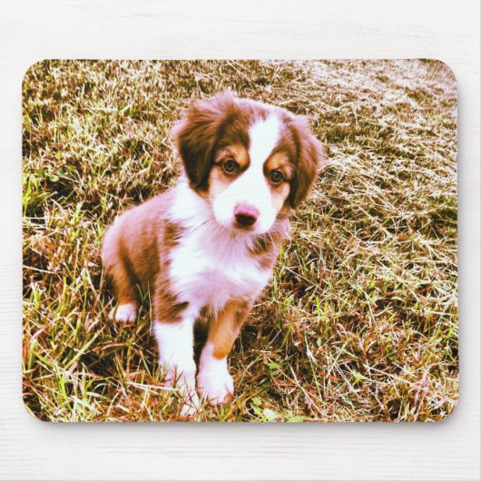 Australische miniatuurherder! Mini Aussie Puppy! Muismat (Voorkant)