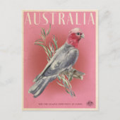  Australische parrot Briefkaart (Voorkant)