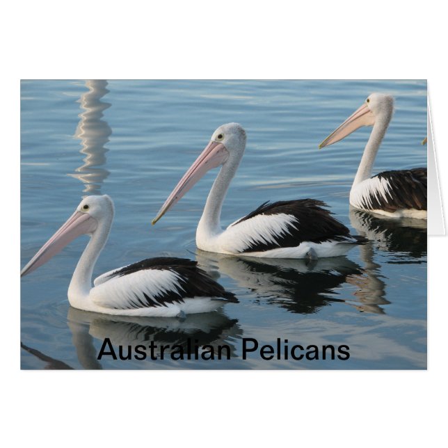Australische Pelicans (Voorkant Horizontaal)