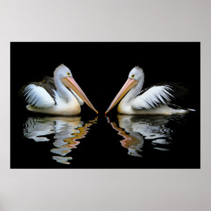 Australische Pelicans achtergrond Poster