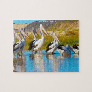 Australische Pelicans Legpuzzel