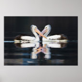 Australische Pelicans Pelecanus Conspicillatus Poster (Voorkant)