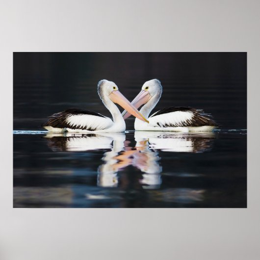 Australische Pelicans Pelecanus Conspicillatus Poster (Voorkant)